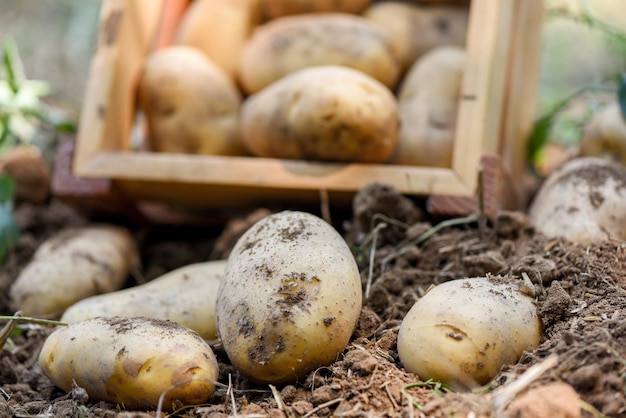 Fresh potato plant harvest of ripe potatoes in wooden box agricultural products from potato field