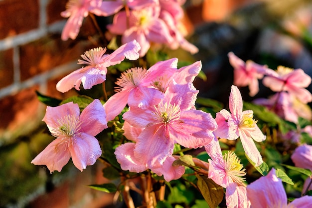 Fresh pretty and colorful flowers growing in beautiful green garden on a sunny day open and bright blooms in nature Petals and floral patterns of Italian Leather with harmony and beauty in nature