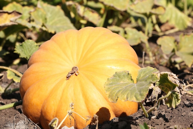 Fresh pumpkin for harvest in field