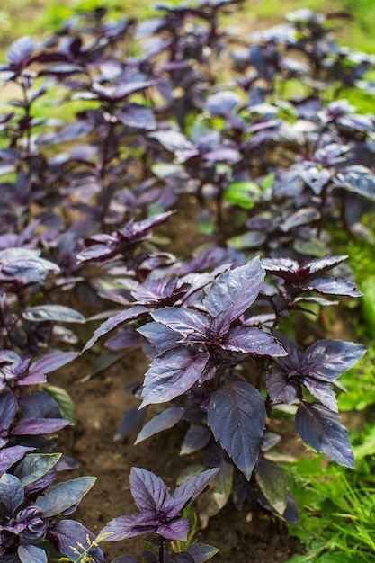 Fresh purple basil growing in a garden bed on a sunny day.