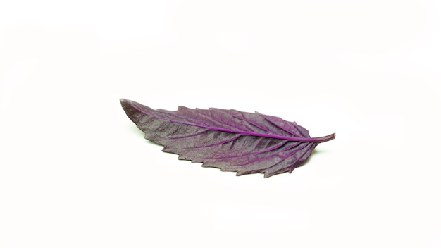 Fresh purple Basil leaf from back.