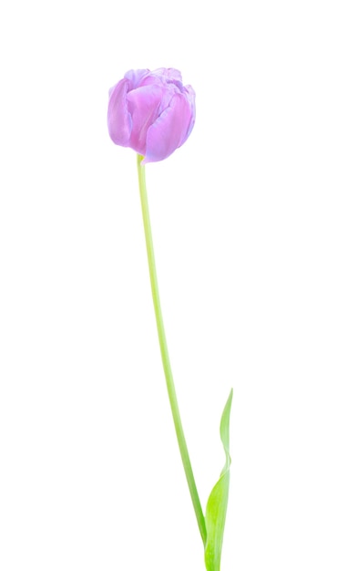 Fresh purple tulip isolated on white