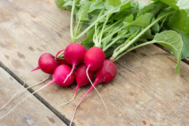 Fresh radish vegetables. Healthy food. Copy space. close-up