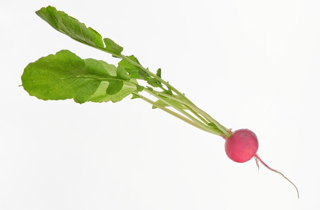 Fresh radish with leaves isolated on white background Vitamin vegetables