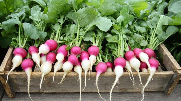 Photo fresh radishes with greens on dark background