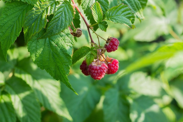 Fresh raspberries on the branch