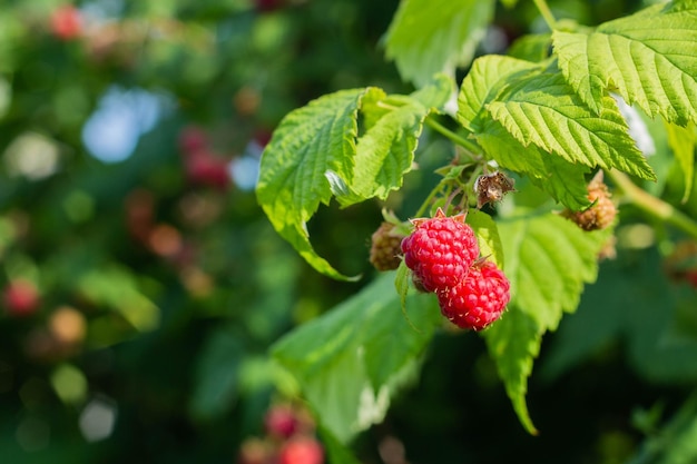 Fresh raspberries on the branch