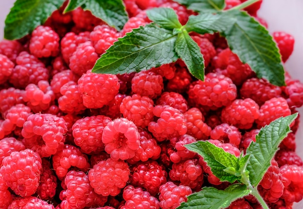 Fresh raspberries and mint in winter. Harvesting berries for the winter. Raspberries from the greenhouse. Environmentally friendly product