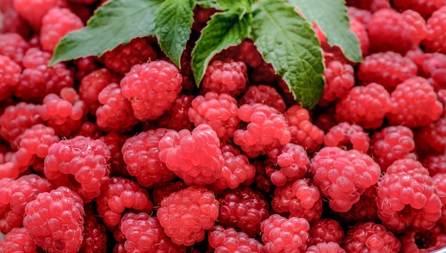 Fresh raspberries and mint in winter. Harvesting berries for the winter. Raspberries from the greenhouse. Environmentally friendly product