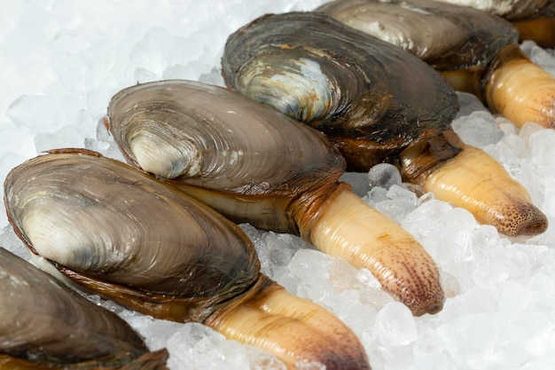 Fresh raw alive soft shell clams on ice in a row