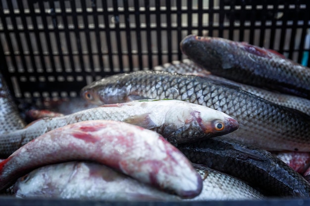 Fresh raw fish in a container at the market Healthy diet food Closeup