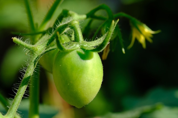 Fresh raw green tomatoes hanging on a branch. Solanum lycopersicum. Organic agriculture. Solanaceae.