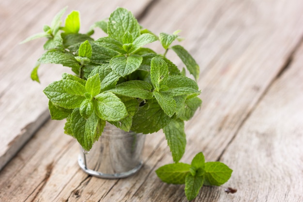  Fresh raw mint leaves in bucket.