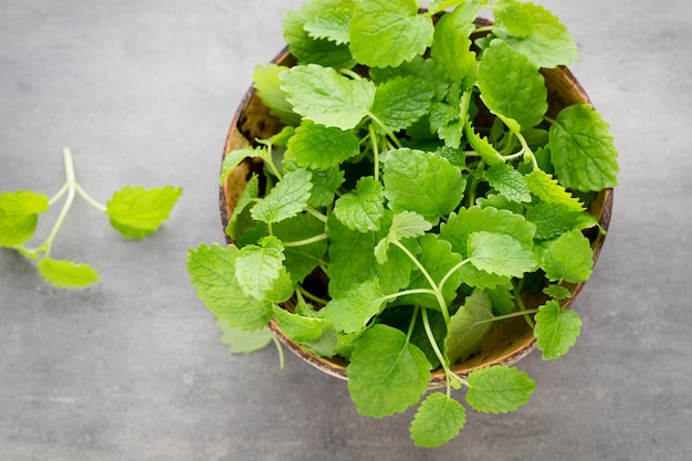 Fresh raw mint leaves on gray background.