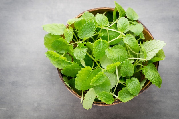 Fresh raw mint leaves on gray background.