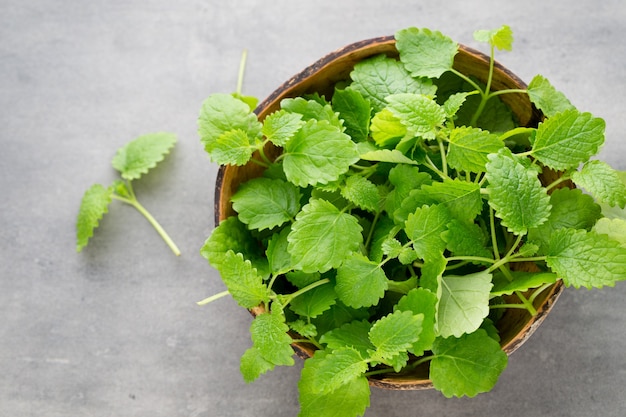 Fresh raw mint leaves on gray background.