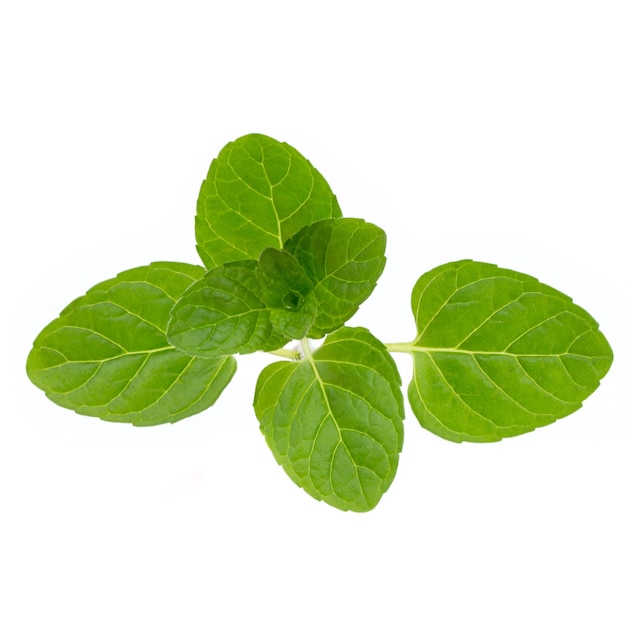 Fresh raw mint leaves isolated on white background