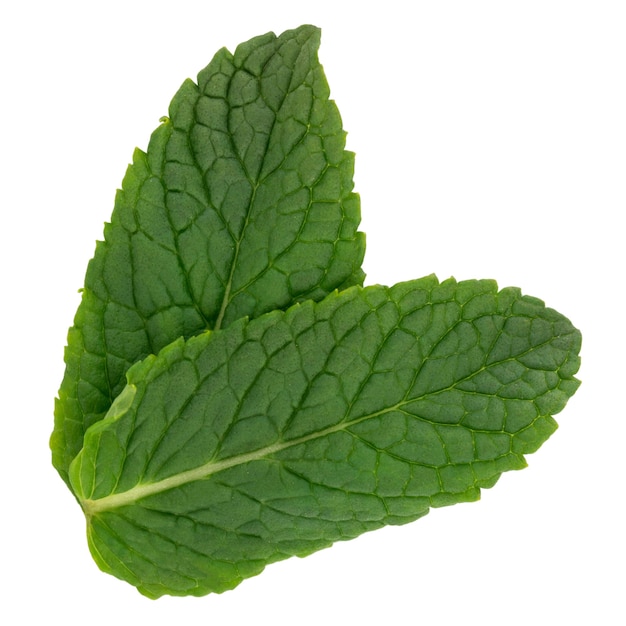 Fresh raw mint leaves isolated on white background.