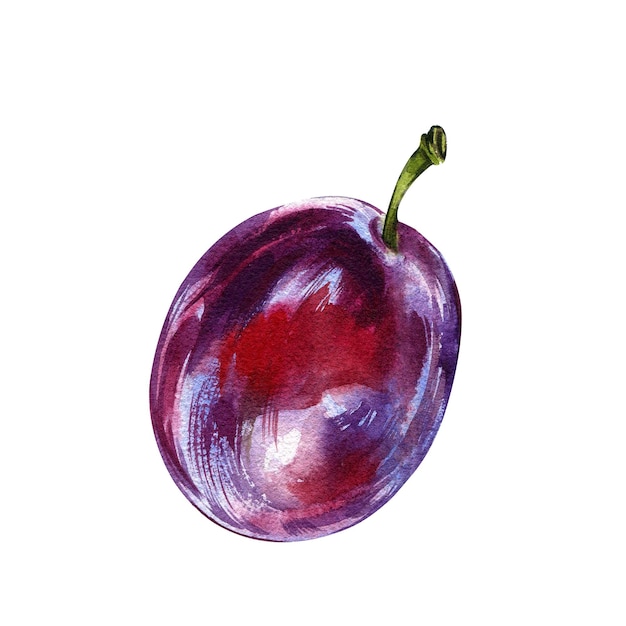 Fresh raw ripe purple plum fruit isolated on white background watercolor handawing botanic illustrat