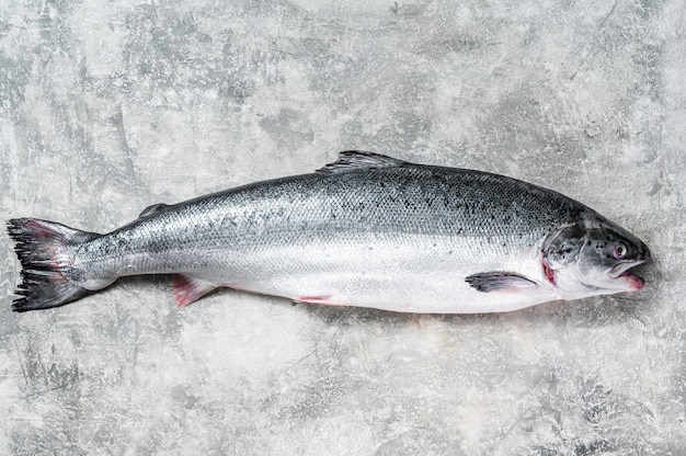 Fresh raw salmon red whole fish on kitchen table. Gray background. Top view.