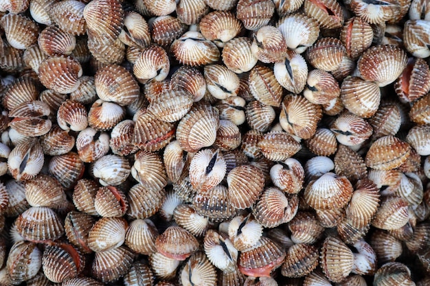 Fresh raw sea cockles clams display for sale at seafood market