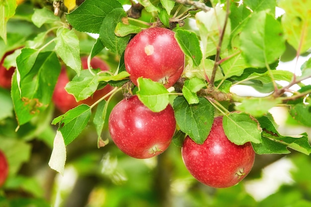 Fresh red apples growing on a tree for harvest in a sustainable orchard on a summer day outside Closeup of ripe nutritious and organic fruit cultivated on a farm or grove in the countryside