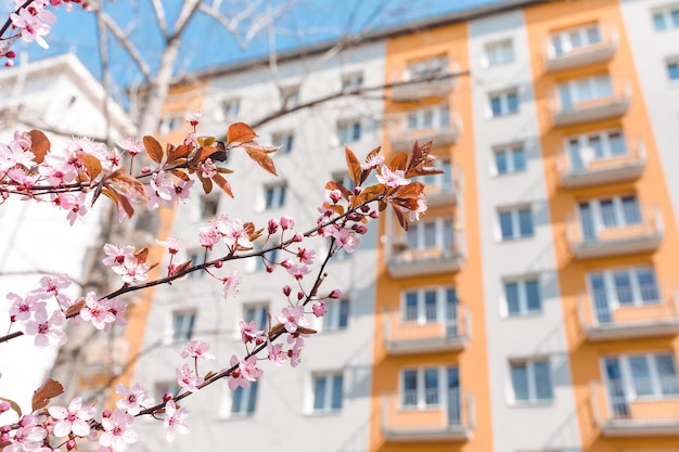 Photo fresh red cherry blossom tree branch with red flowers and leaves blue sky residential building in the background spring concept closeup selective focus copy space