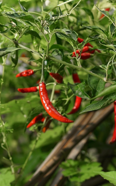 fresh red chili on the tree in the garden