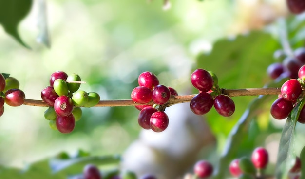 Fresh red coffee beans