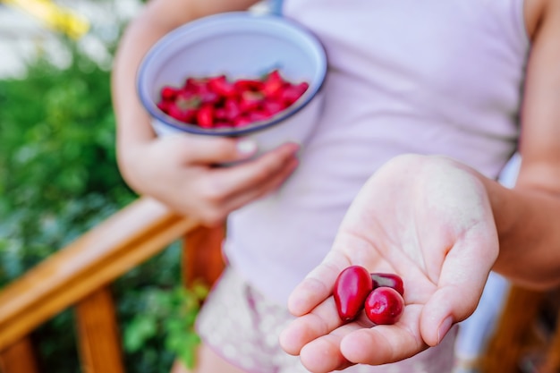 Fresh red dogwood berries in the hands of a girl.