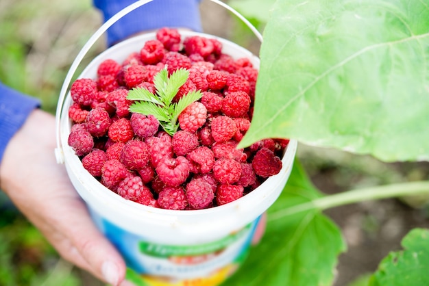 Fresh red garden raspberries in a jar, fresh harvest, selective focus