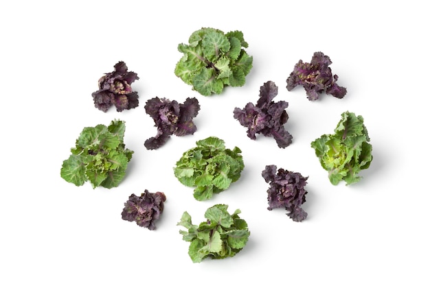 Fresh red and green flower sprouts