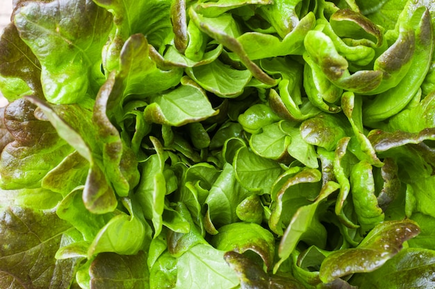 Fresh red lettuce Bush Oak leaves. Close up. Green background.