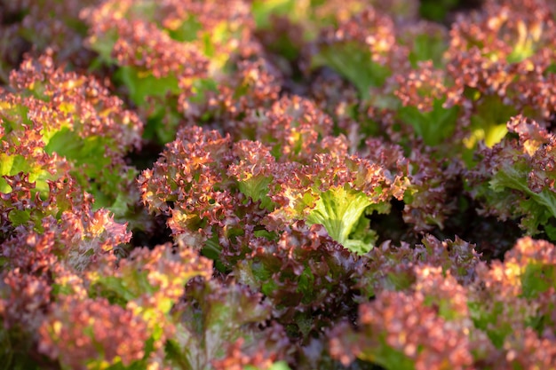 Fresh Red Oak lettuce leaves, Salads vegetable hydroponics farm