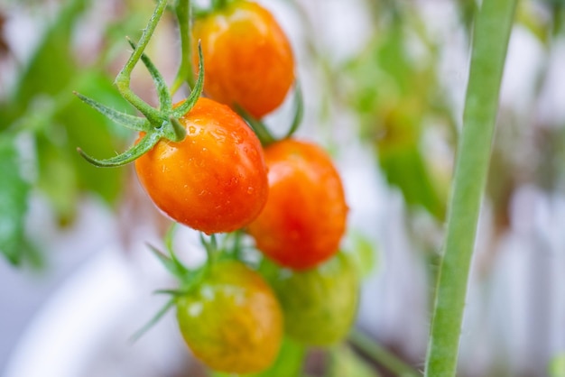 Fresh red ripe tomatoes plant hanging on the vine growth in organic garden ready to harvest