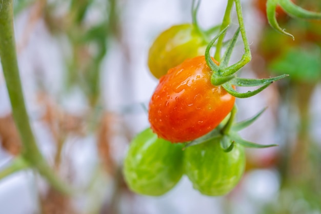 Fresh red ripe tomatoes plant hanging on the vine growth in organic garden ready to harvest