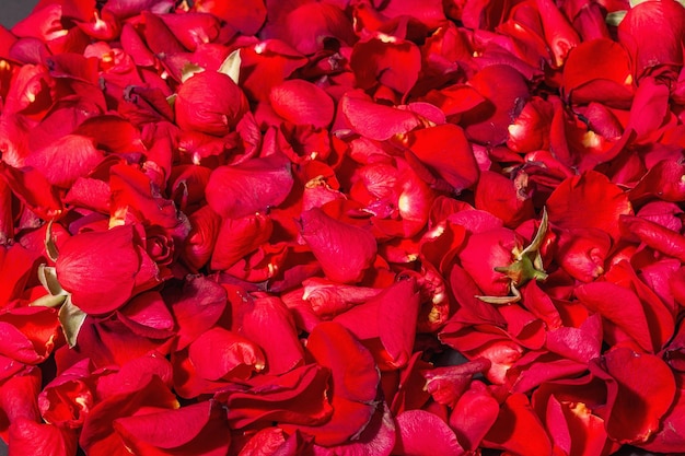 Fresh red roses petals background. Trendy hard light, dark shadow. Minimal floral concept on black stone background, copy space