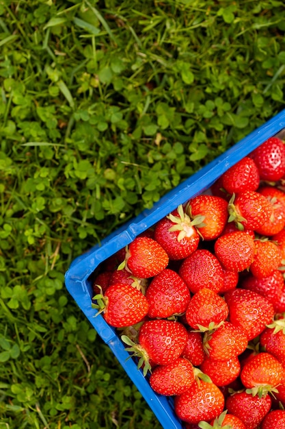 Fresh red strawberries lying in plastic box in garden Arc shot closeup of harvested ripe fruit