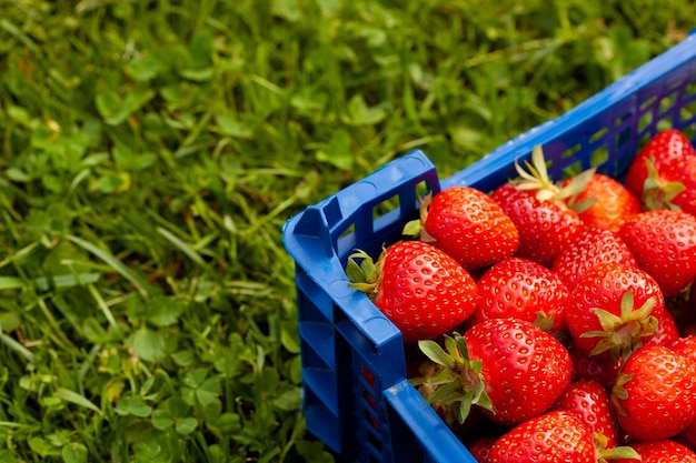 Fresh red strawberries lying in plastic box in garden Arc shot closeup of harvested ripe fruit