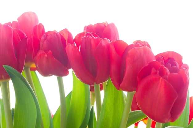 Fresh red tulip flowers