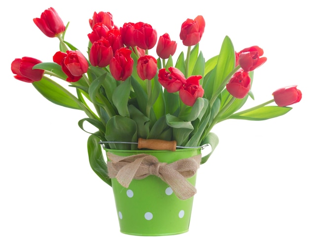 Fresh red tulip flowers