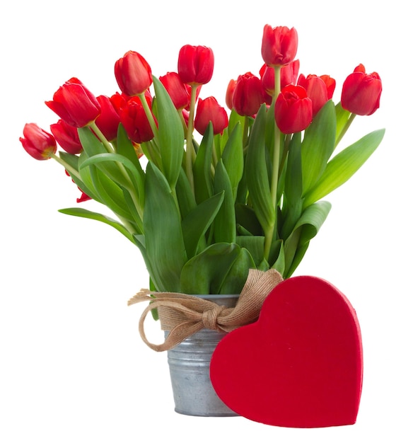 Fresh red tulip flowers