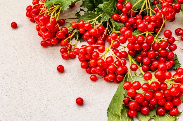 Fresh red viburnum berries with green leaves on branches