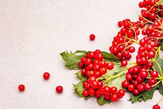 Fresh red viburnum berries with green leaves on branches