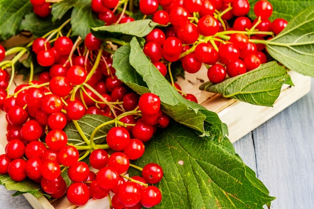 Fresh red viburnum berries with green leaves on branches