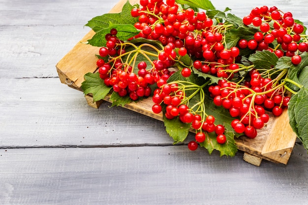 Fresh red viburnum berries with green leaves on branches