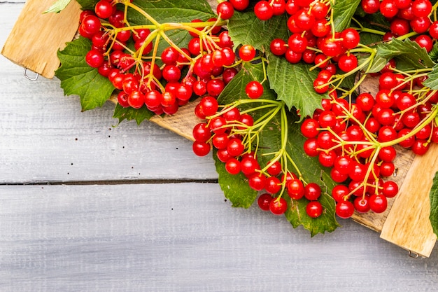 Fresh red viburnum berries with green leaves on branches