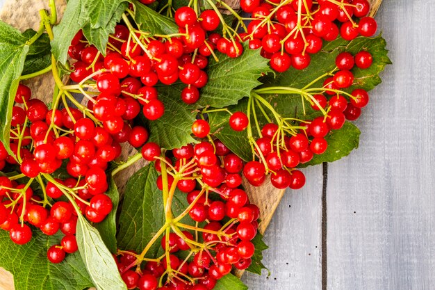 Fresh red viburnum berries with green leaves on branches