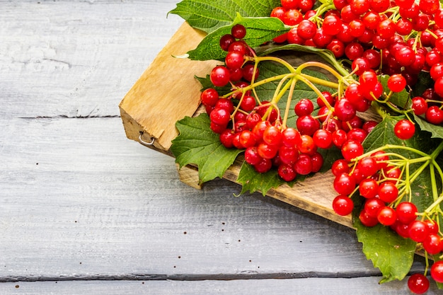 Fresh red viburnum berries with green leaves on branches