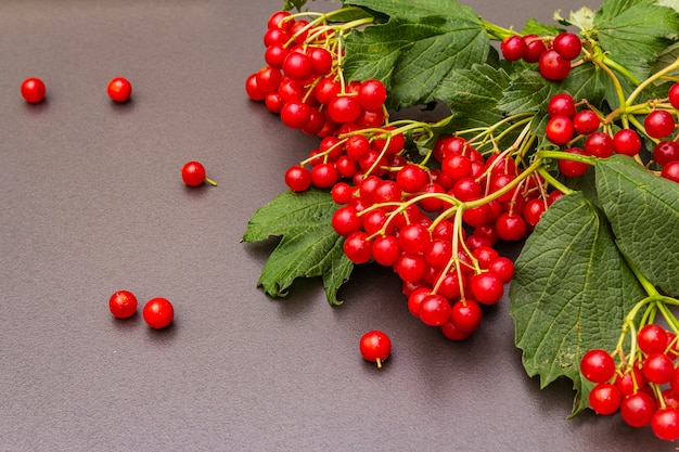 Fresh red viburnum berries with green leaves on branches